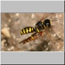 Ectemnius cavifrons oder ruficornis - Grabwespe w04b 11mm beim Nesteintrag - Hainschwebfliege.jpg